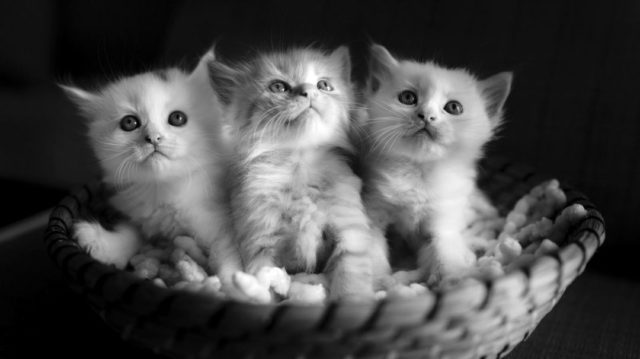 子猫３匹