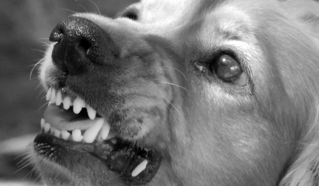 犬 怒る 牙 威嚇