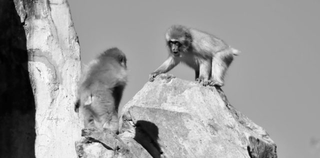 猿の喧嘩