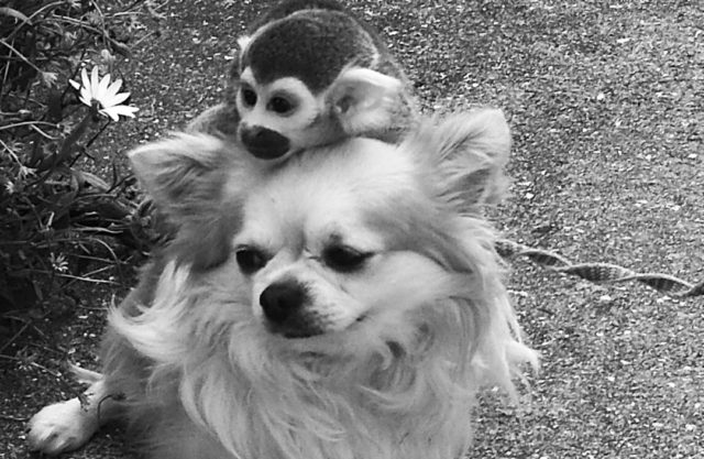 猿と犬
