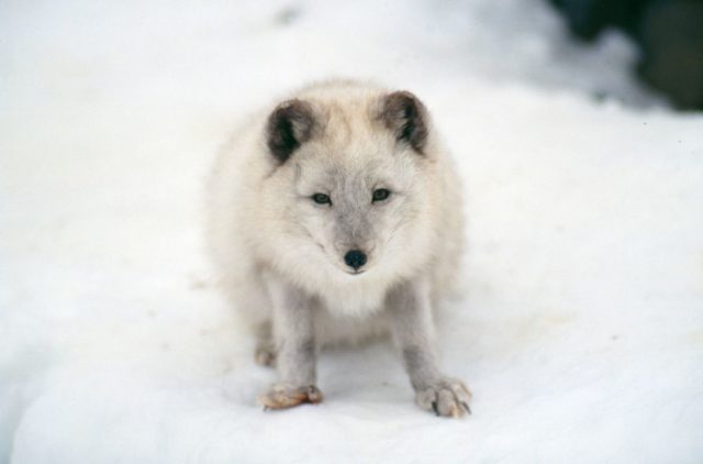 白い狐