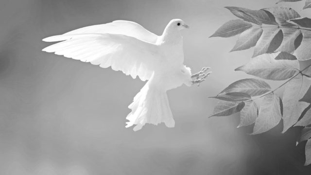 羽ばたく白い鳩