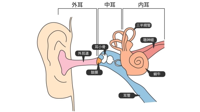 外耳道 耳の構造 イラスト